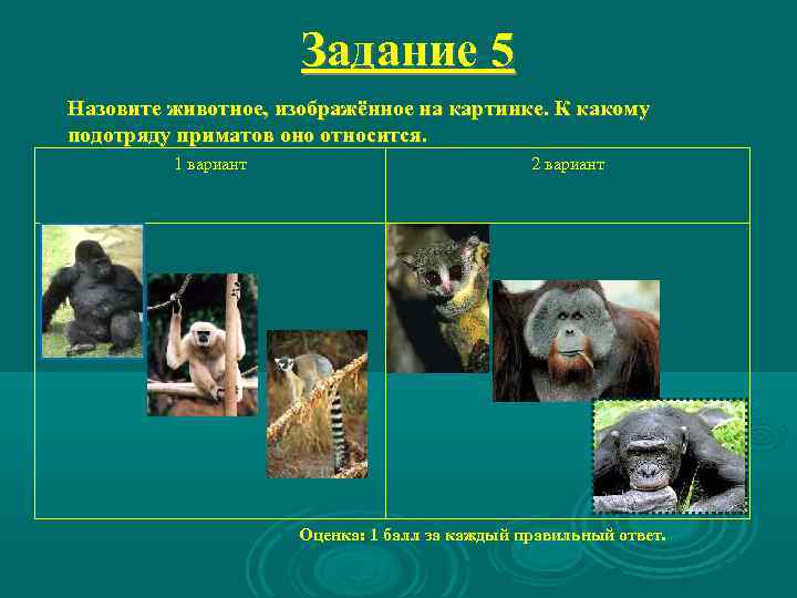 Задание 5 Назовите животное, изображённое на картинке. К какому подотряду приматов оно относится. 1