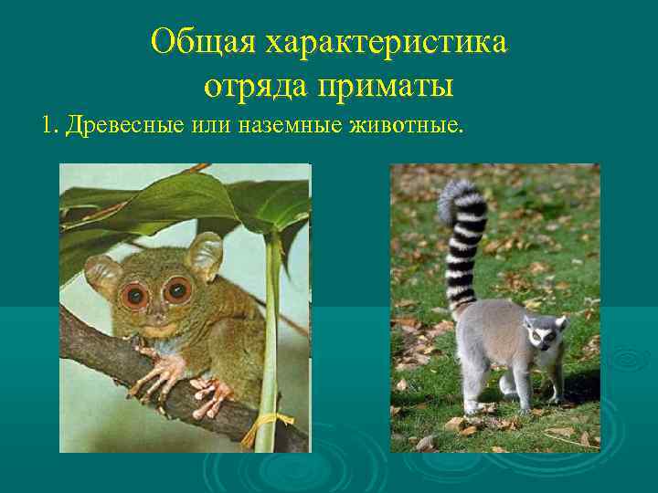 Общая характеристика отряда приматы 1. Древесные или наземные животные. 