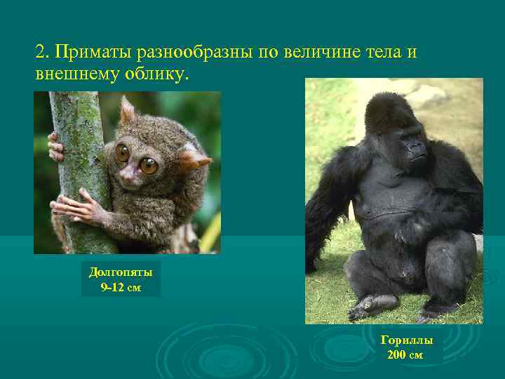 2. Приматы разнообразны по величине тела и внешнему облику. Долгопяты 9 -12 см Гориллы