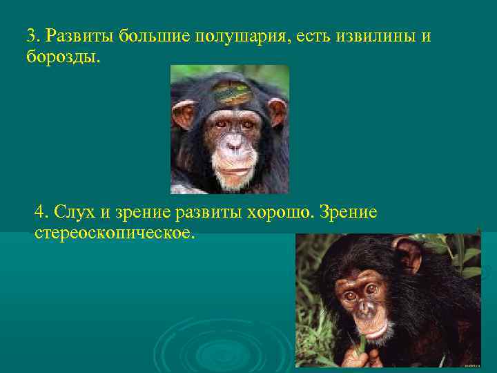 3. Развиты большие полушария, есть извилины и борозды. 4. Слух и зрение развиты хорошо.