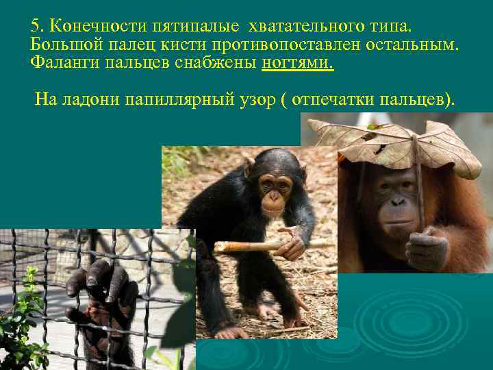 5. Конечности пятипалые хватательного типа. Большой палец кисти противопоставлен остальным. Фаланги пальцев снабжены ногтями.
