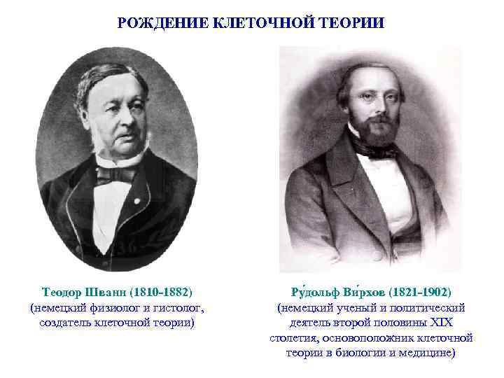 РОЖДЕНИЕ КЛЕТОЧНОЙ ТЕОРИИ Теодор Шванн (1810 -1882) (немецкий физиолог и гистолог, создатель клеточной теории)