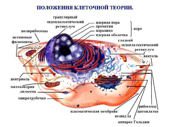 Какой цифрой на рисунке обозначена структура клетки нарушение образования которой может привести к