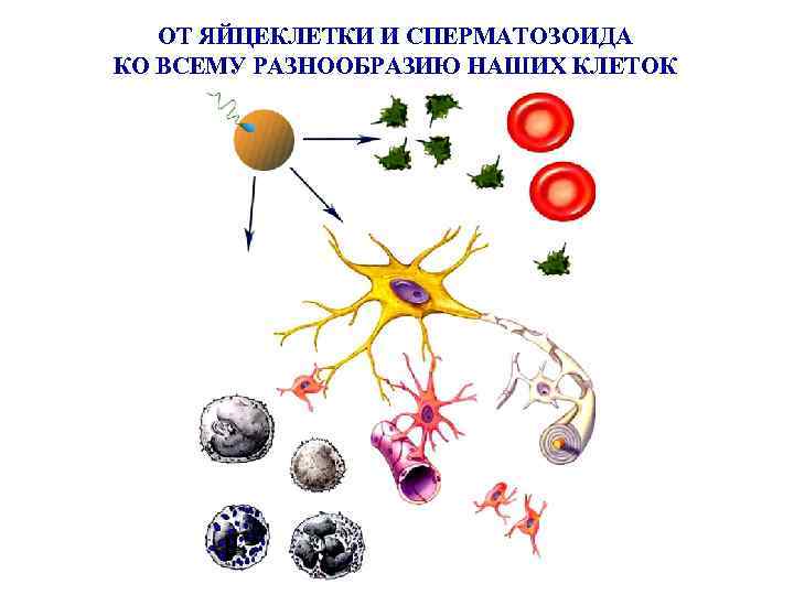 ОТ ЯЙЦЕКЛЕТКИ И СПЕРМАТОЗОИДА КО ВСЕМУ РАЗНООБРАЗИЮ НАШИХ КЛЕТОК 