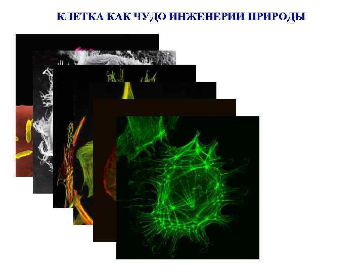 КЛЕТКА КАК ЧУДО ИНЖЕНЕРИИ ПРИРОДЫ 