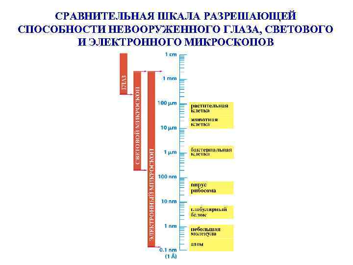 СРАВНИТЕЛЬНАЯ ШКАЛА РАЗРЕШАЮЩЕЙ СПОСОБНОСТИ НЕВООРУЖЕННОГО ГЛАЗА, СВЕТОВОГО И ЭЛЕКТРОННОГО МИКРОСКОПОВ 