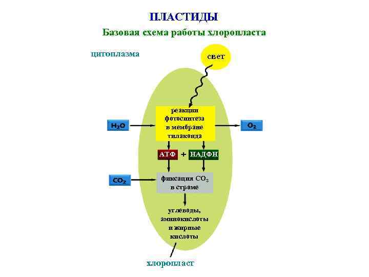 ПЛАСТИДЫ Базовая схема работы хлоропласта цитоплазма свет реакции фотосинтеза в мембране тилакоида АТФ НАДФН