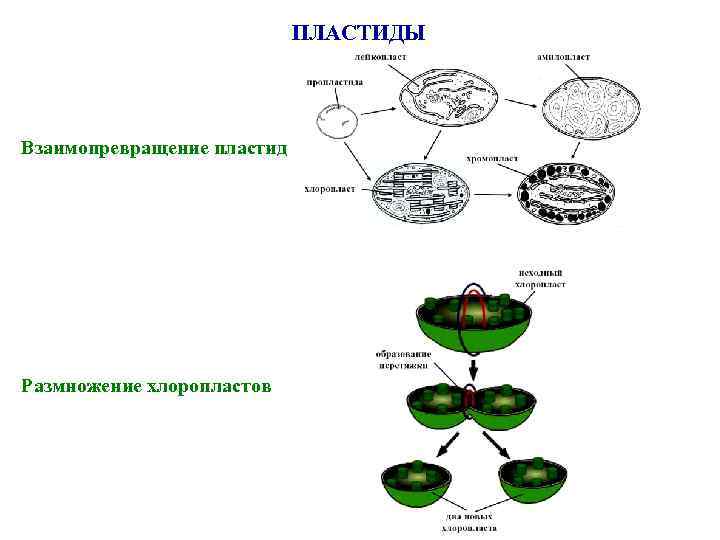 ПЛАСТИДЫ Взаимопревращение пластид Размножение хлоропластов 