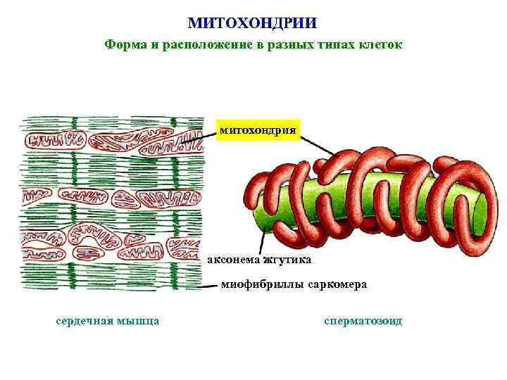 МИТОХОНДРИИ Форма и расположение в разных типах клеток митохондрия аксонема жгутика миофибриллы саркомера сердечная