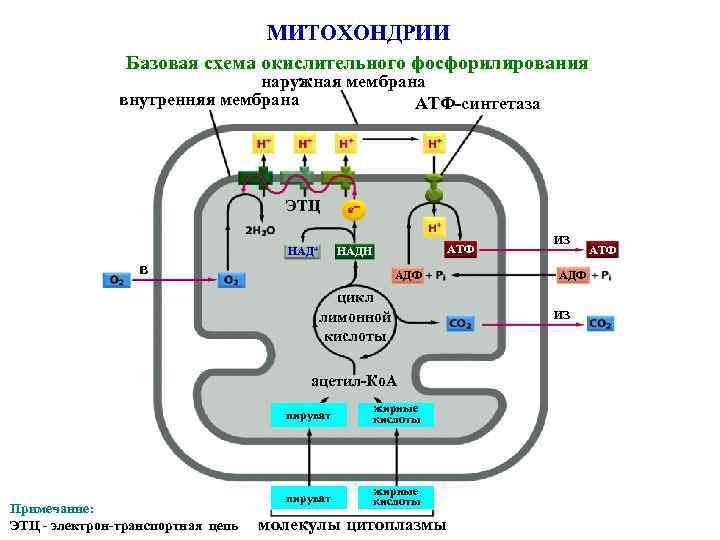МИТОХОНДРИИ Базовая схема окислительного фосфорилирования наружная мембрана внутренняя мембрана АТФ-синтетаза ЭТЦ в АТФ НАДН