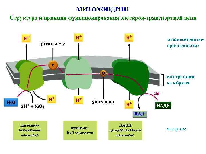 МИТОХОНДРИИ Структура и принцип функционирования элеткрон-транспортной цепи межмембранное пространство цитохром с внутренняя мембрана убихинон