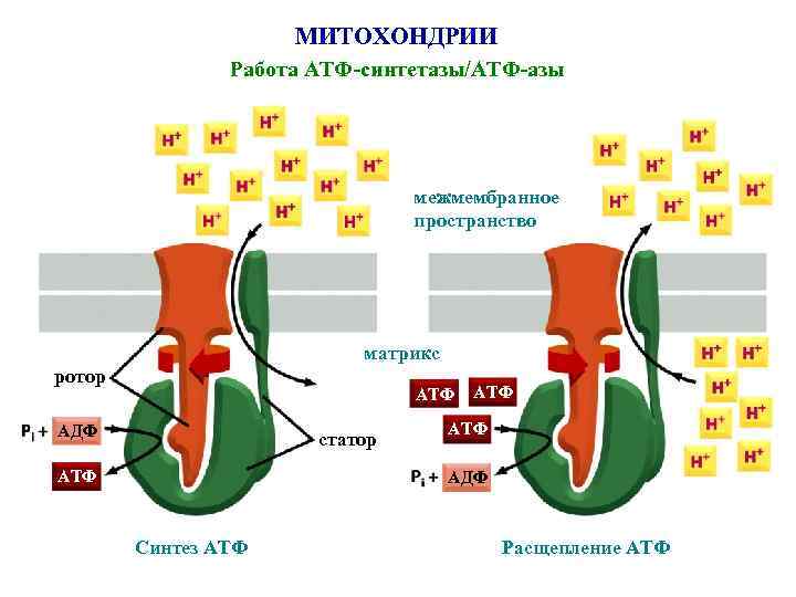 МИТОХОНДРИИ Работа АТФ-синтетазы/АТФ-азы межмембранное пространство матрикс ротор АТФ АДФ статор АТФ АТФ АДФ Синтез