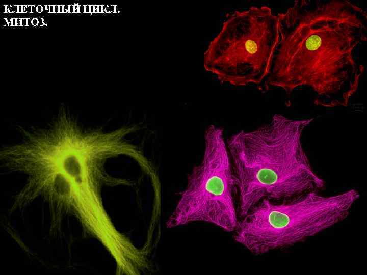 КЛЕТОЧНЫЙ ЦИКЛ. МИТОЗ. 