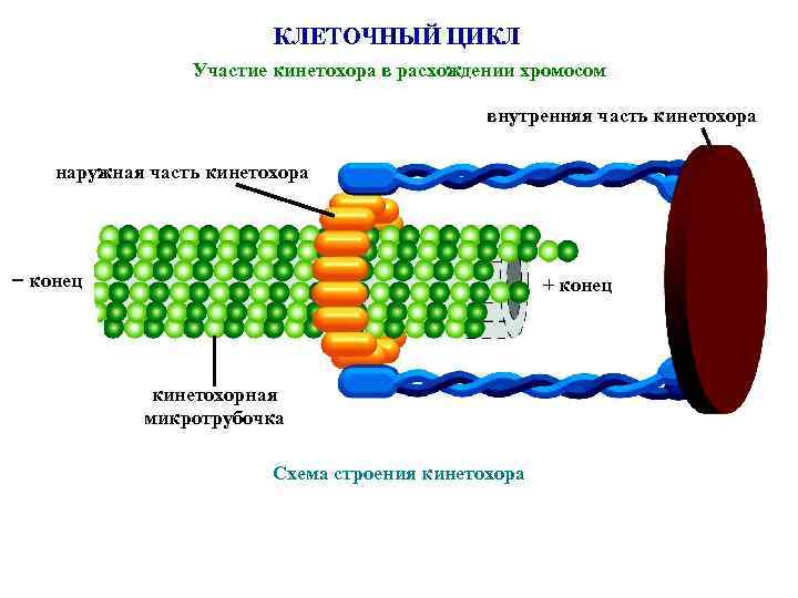 КЛЕТОЧНЫЙ ЦИКЛ Участие кинетохора в расхождении хромосом внутренняя часть кинетохора наружная часть кинетохора конец