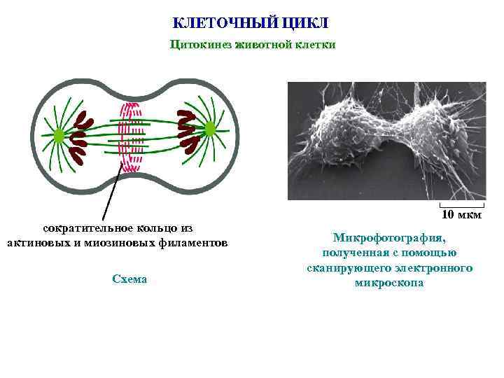 КЛЕТОЧНЫЙ ЦИКЛ Цитокинез животной клетки сократительное кольцо из актиновых и миозиновых филаментов Схема 10