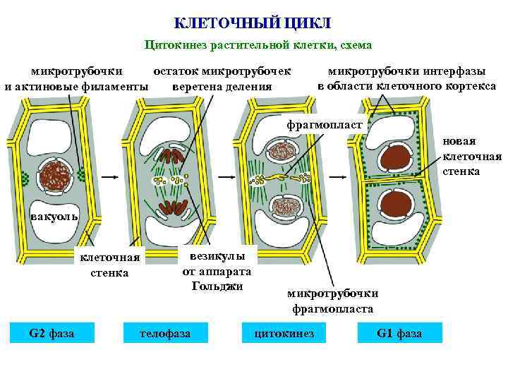КЛЕТОЧНЫЙ ЦИКЛ Цитокинез растительной клетки, схема микротрубочки остаток микротрубочек и актиновые филаменты веретена деления