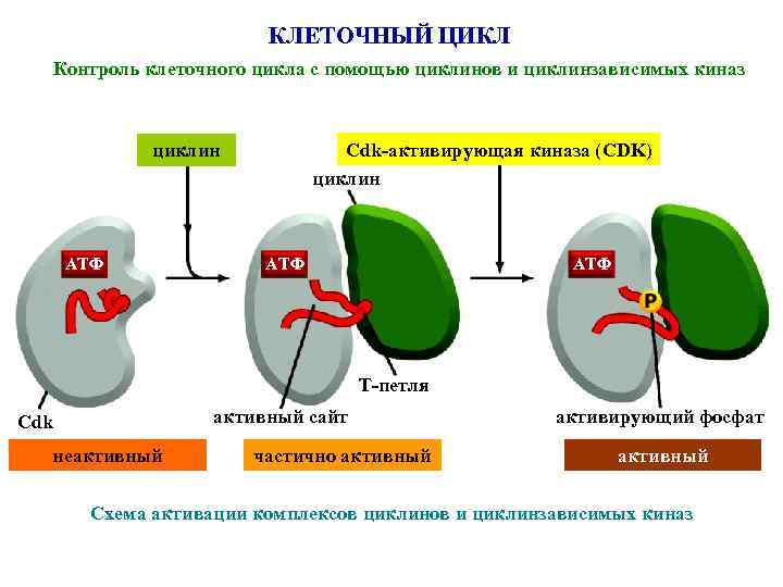 КЛЕТОЧНЫЙ ЦИКЛ Контроль клеточного цикла с помощью циклинов и циклинзависимых киназ Cdk-активирующая киназа (CDK)