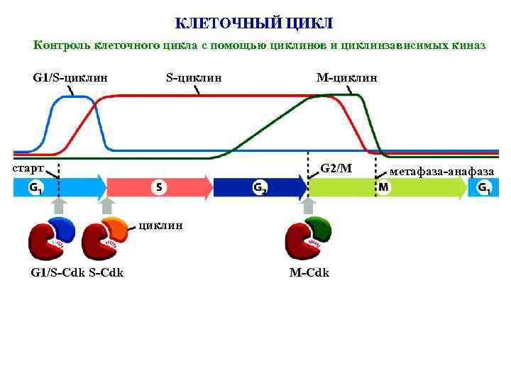 КЛЕТОЧНЫЙ ЦИКЛ Контроль клеточного цикла с помощью циклинов и циклинзависимых киназ G 1/S-циклин старт