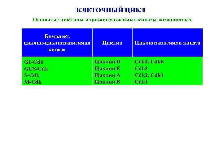 КЛЕТОЧНЫЙ ЦИКЛ Основные циклины и циклинзависимые киназы позвоночных Комплекс циклин-циклинзависимая киназа G 1 -Cdk