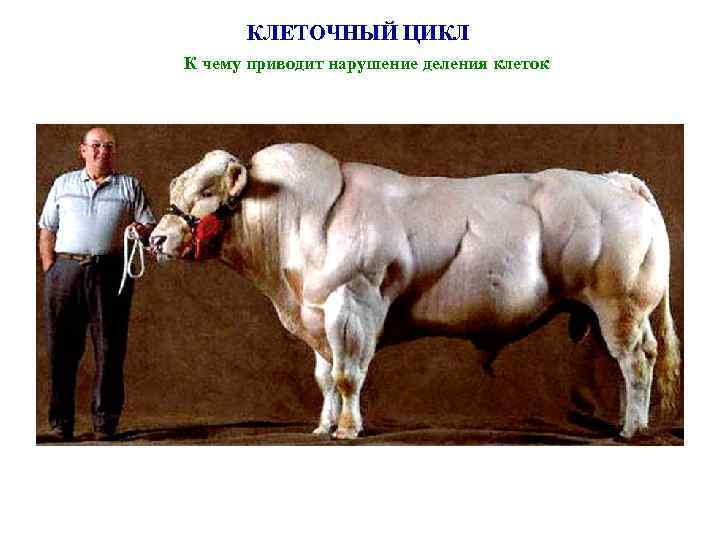 КЛЕТОЧНЫЙ ЦИКЛ К чему приводит нарушение деления клеток 