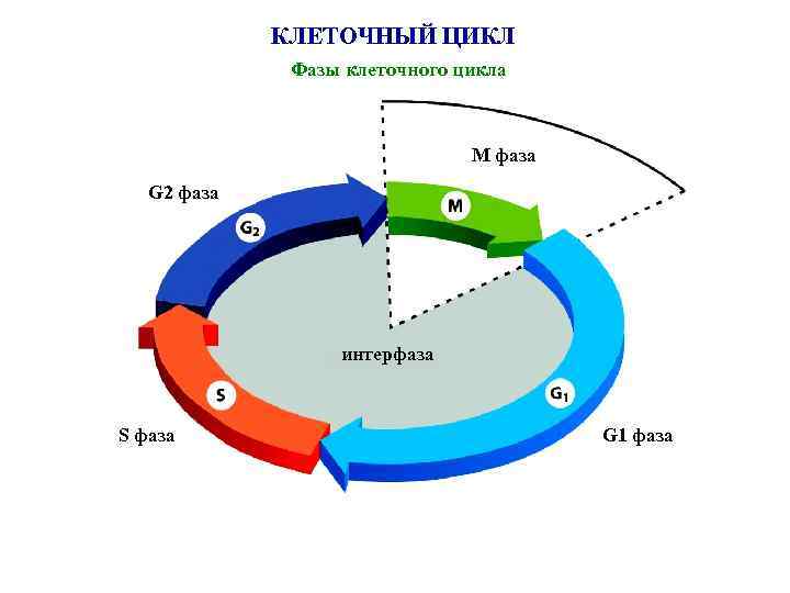 КЛЕТОЧНЫЙ ЦИКЛ Фазы клеточного цикла М фаза G 2 фаза интерфаза S фаза G