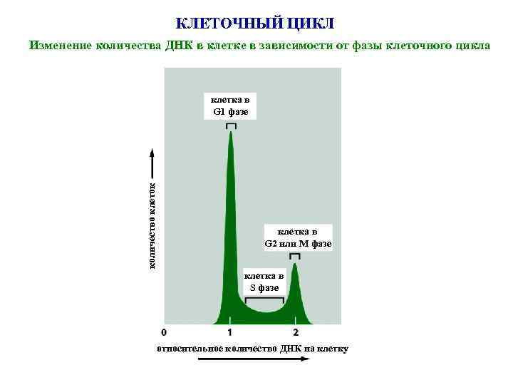 КЛЕТОЧНЫЙ ЦИКЛ Изменение количества ДНК в клетке в зависимости от фазы клеточного цикла количество