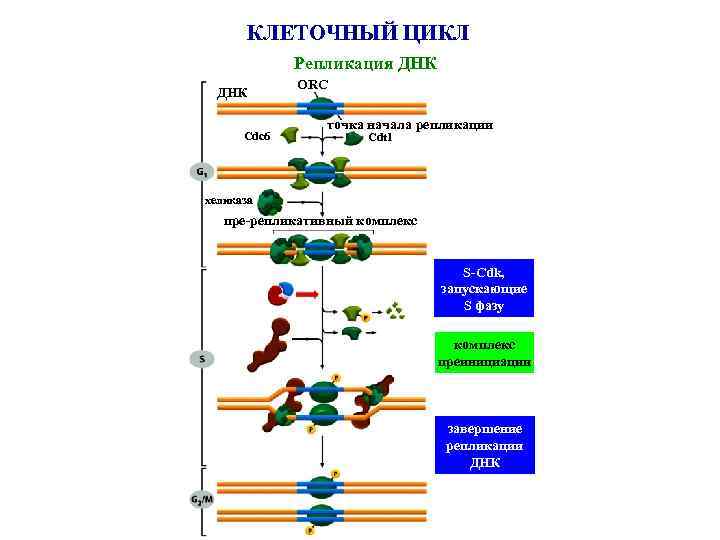 КЛЕТОЧНЫЙ ЦИКЛ Репликация ДНК Cdc 6 ORC точка начала репликации Cdt 1 хеликаза пре-репликативный