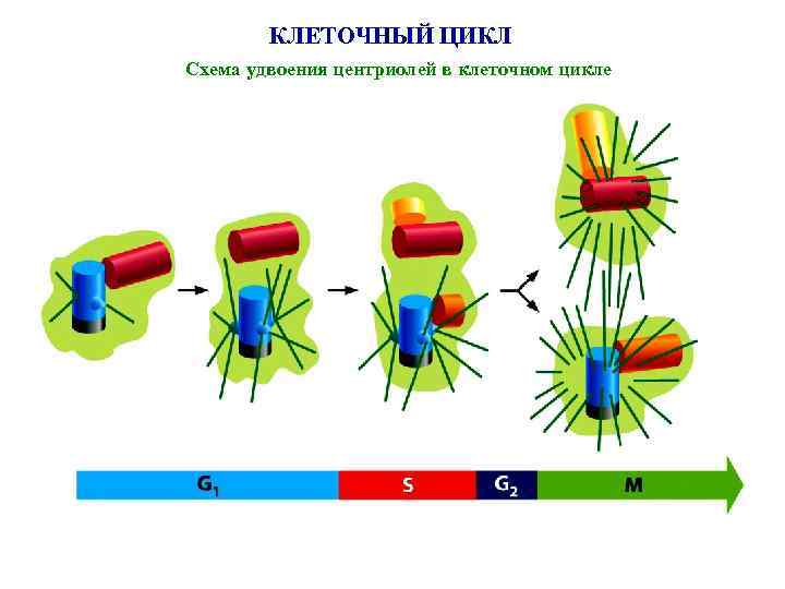 КЛЕТОЧНЫЙ ЦИКЛ Схема удвоения центриолей в клеточном цикле 