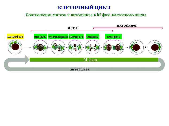 КЛЕТОЧНЫЙ ЦИКЛ Соотношение митоза и цитокинеза в М фазе клеточного цикла цитокинез митоз интерфаза