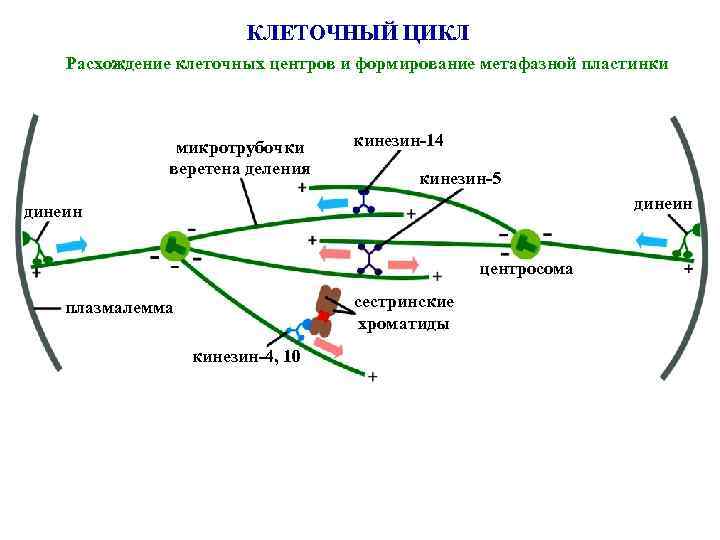 КЛЕТОЧНЫЙ ЦИКЛ Расхождение клеточных центров и формирование метафазной пластинки микротрубочки веретена деления кинезин-14 кинезин-5