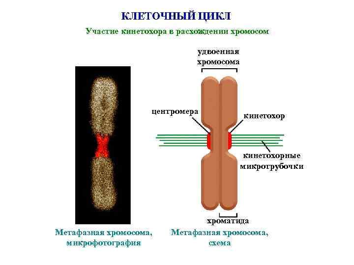 КЛЕТОЧНЫЙ ЦИКЛ Участие кинетохора в расхождении хромосом удвоенная хромосома центромера кинетохорные микротрубочки Метафазная хромосома,