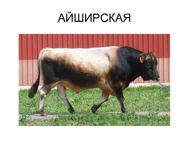 АЙШИРСКАЯ 