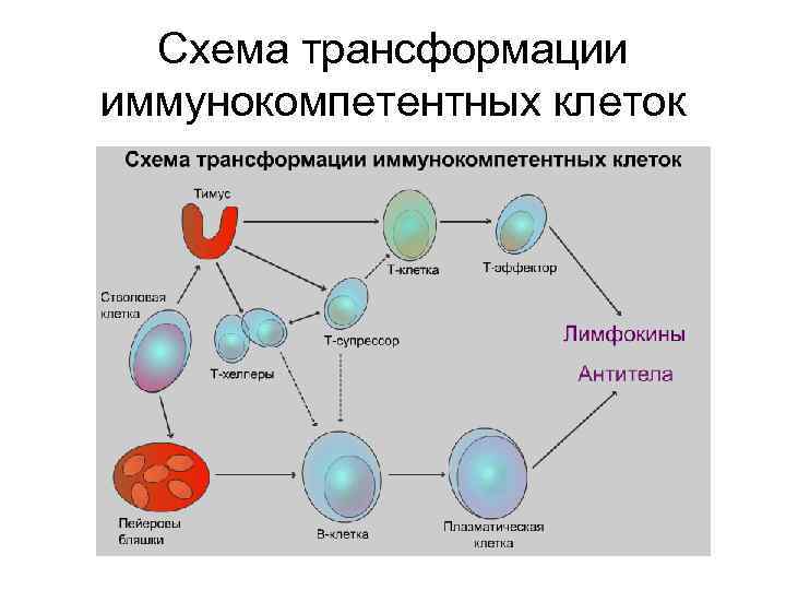 Схема трансформации иммунокомпетентных клеток 