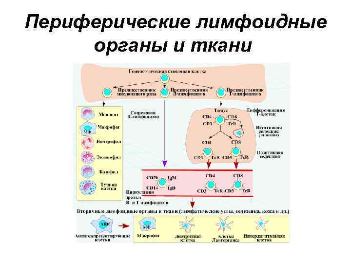 Периферические лимфоидные органы и ткани 