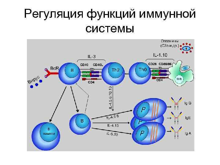Регуляция функций иммунной системы 