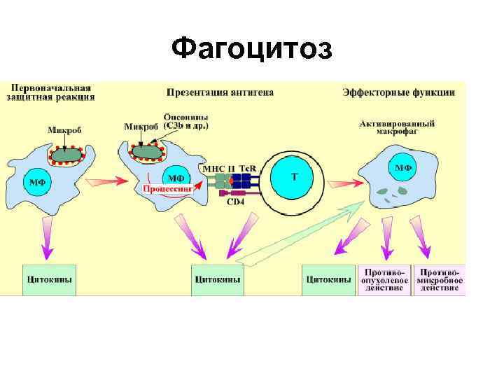 Фагоцитоз 