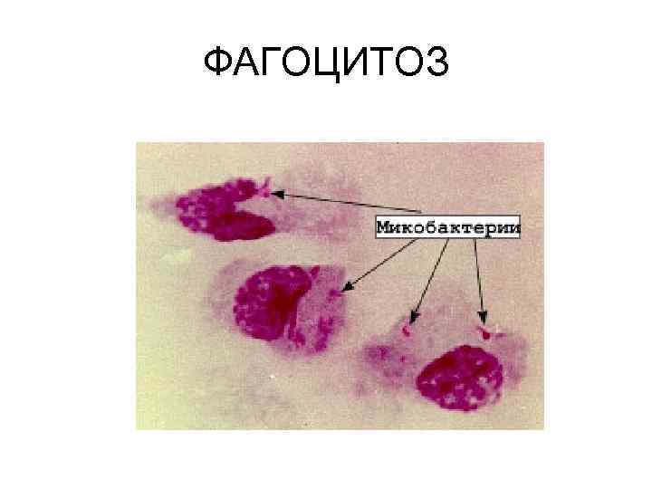 ФАГОЦИТОЗ 