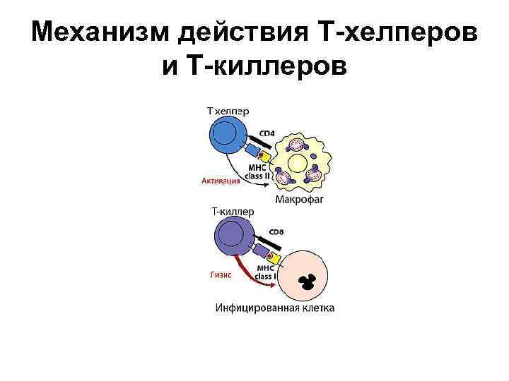 Механизм действия Т-хелперов и Т-киллеров 