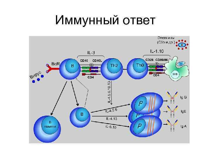 Иммунный ответ 