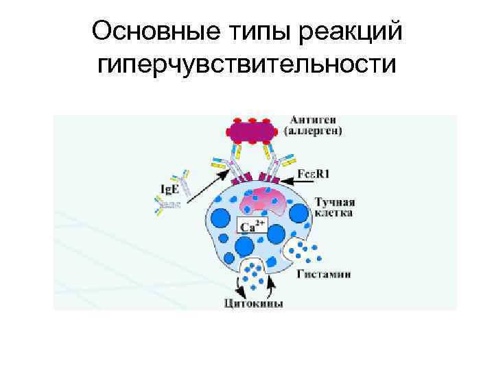 Основные типы реакций гиперчувствительности 