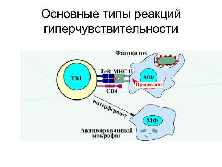 Основные типы реакций гиперчувствительности 