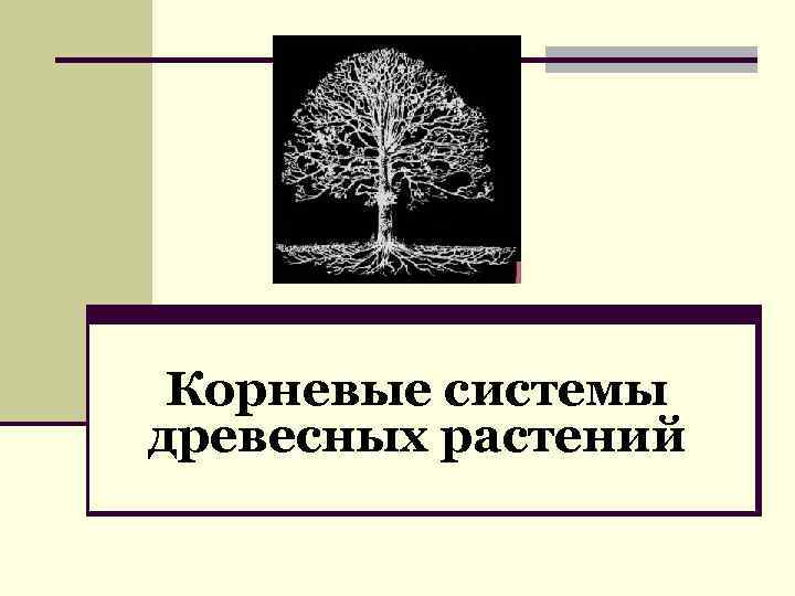 Корневые системы древесных растений 