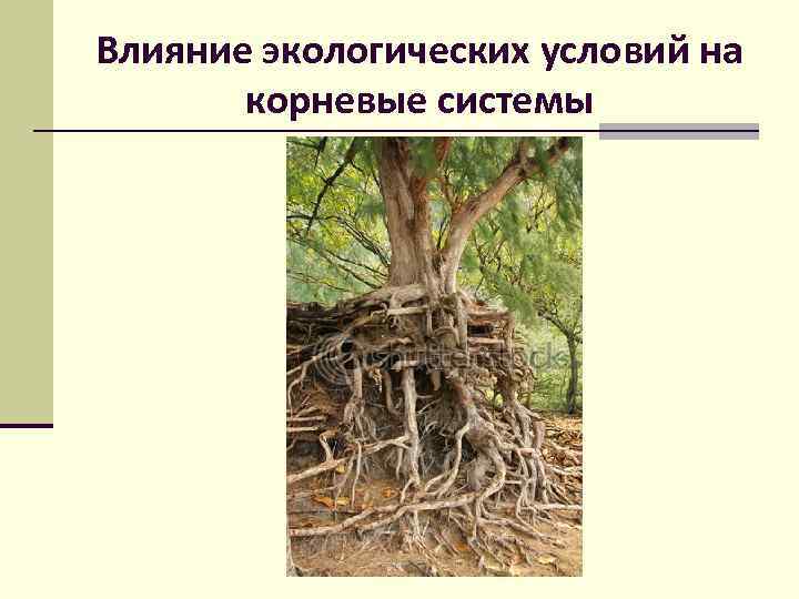 Какие условия оказывают влияние на растения. Влияние условий среды на корневую систему растений. Влияние корневую систему растения.. Влияние человека на корневые системы растений. Приспособление для корней.