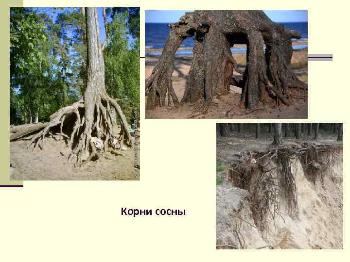 Корни сосны 