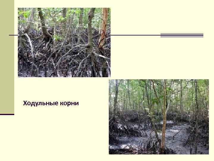 Ходульные корни 