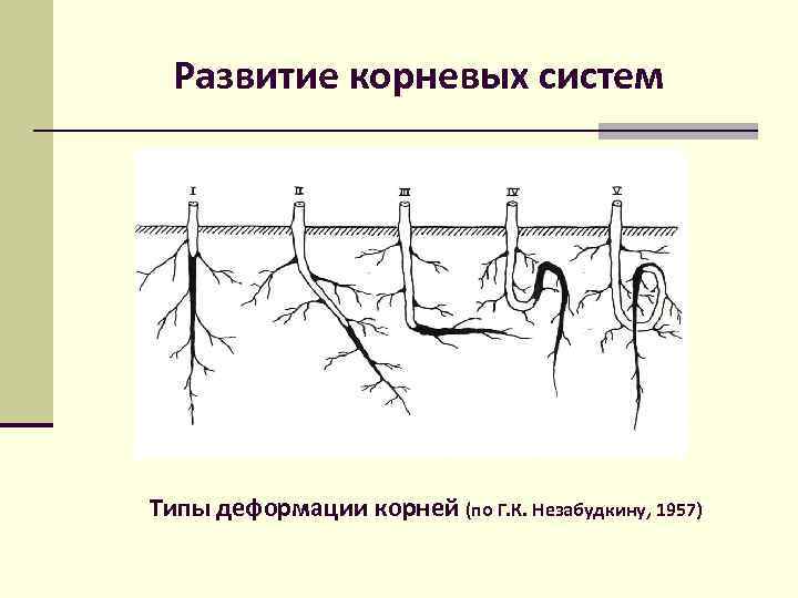 Развитие корневых систем Типы деформации корней (по Г. К. Незабудкину, 1957) 