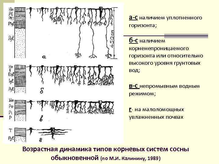 а-с наличием уплотненного горизонта; б-с наличием корненепроницаемого горизонта или относительно высокого уровня грунтовых вод;