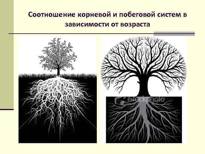 Корневая система цветов. Корневая и побеговая система. Опорные системы растений. Корневая система древесных растений. Корневая и побеговая системы растений..