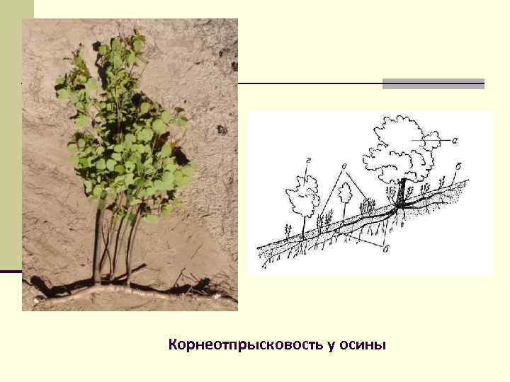 Корневая система осины схема