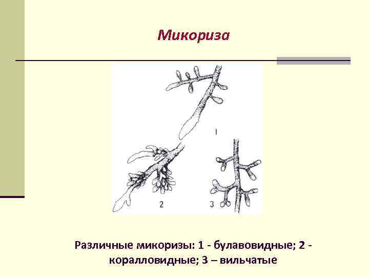 Микориза Различные микоризы: 1 - булавовидные; 2 коралловидные; 3 – вильчатые 
